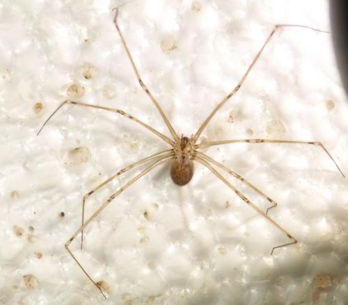 Réf. 288 864 : Physocyclus globosus